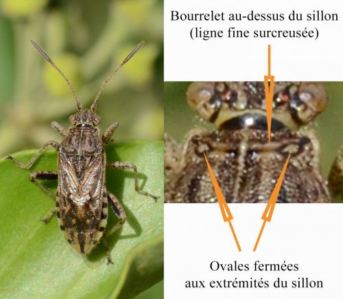 Réf. 269 786 : Stictopleurus punctatonervosus
